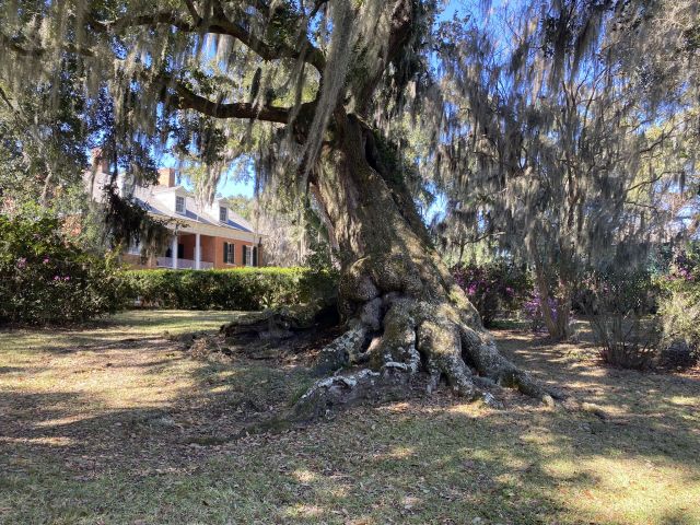 _2022-02-28_LANewIberia,317EMainSt,ShadowsOnTheTeche_House-and-moss-trees