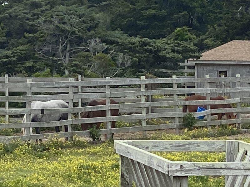 2022-05-05_NCOcracoke-Island_Pony-Pen-area_3horses