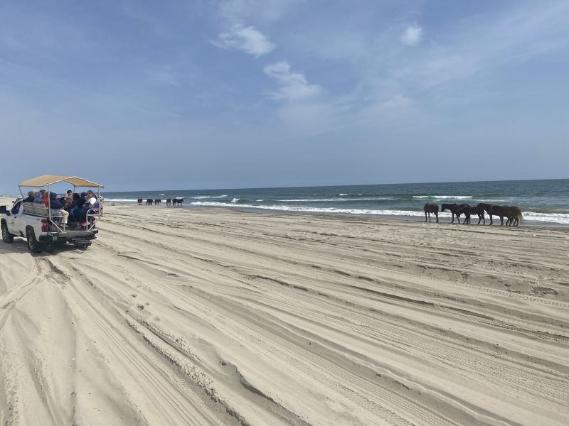 2022-05-06_NCCurrituck-Beach-Wild-Horse-Tour_Seniors-On-the-Go-Tours_herd-of-horses