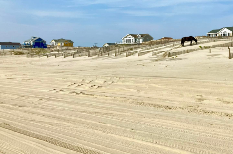 2022-05-06_NCCurrituck-Beach-Wild-Horse