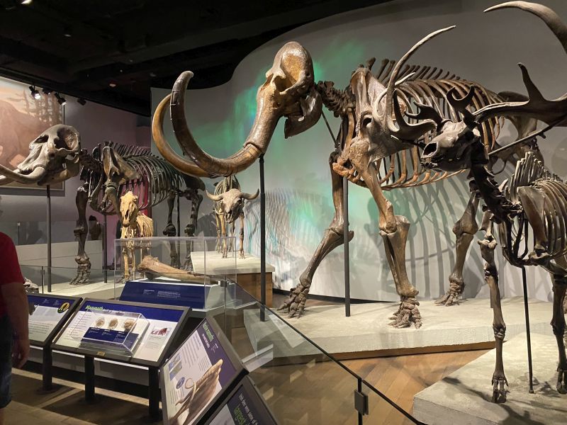 2022-07-19_ILChi,SecondFloor,FieldMuseum-Skeletons