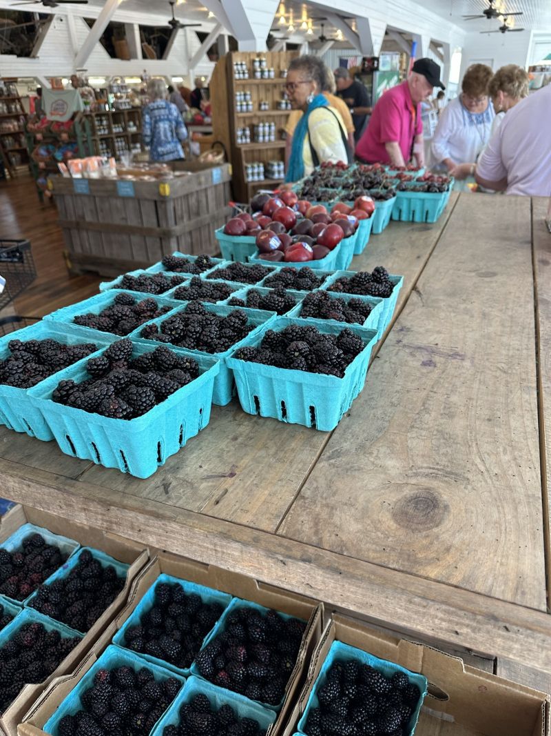 GAMuscella,DickeyFarms-Blackberries