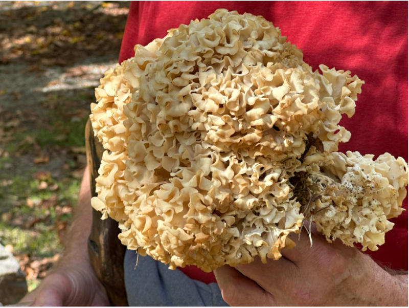 TNCopperhill,-Cauliflower-Mushroom