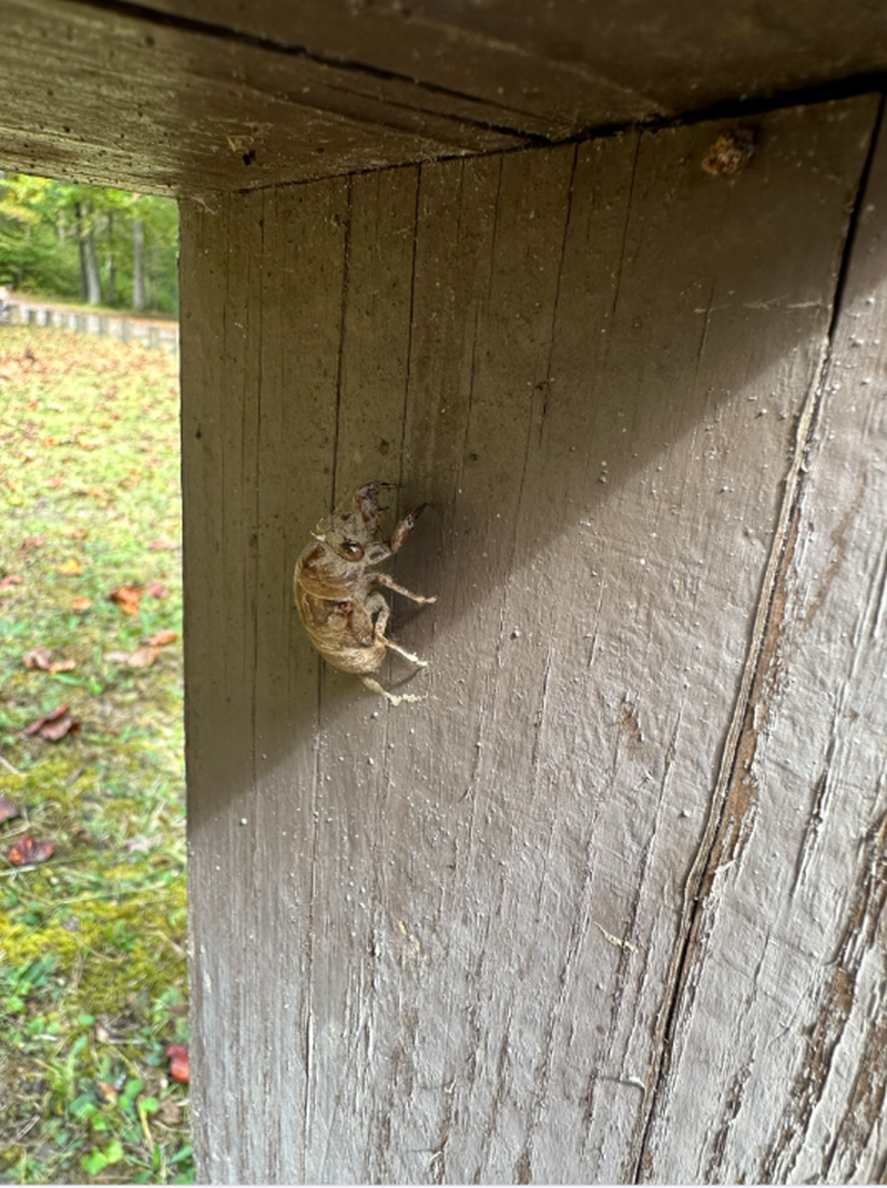 TNCopperhill,Camping-Circada-Shell-of-molted-insect(ugly)